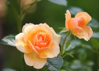 Different Rose Types – What Kinds Of Roses Are Available To Gardeners?