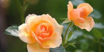 Different Rose Types – What Kinds Of Roses Are Available To Gardeners?