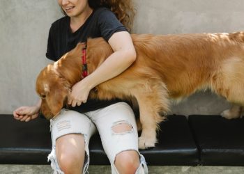 The Benefits of Food Dispensing Toys and Puzzle Games for Dogs