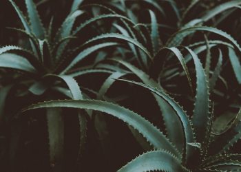 The Top 10 Reason to Drink Aloe Vera