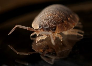 Effective Pest Control Methods for Your London Home