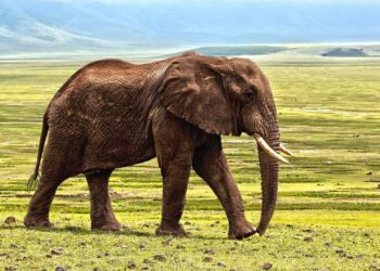 Why you need to book an authentic African safari…