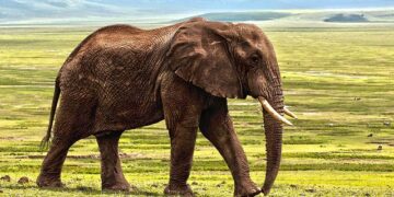 Why you need to book an authentic African safari…
