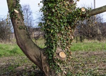 What Is A Tree Surgeon And Why You Should Hire One?