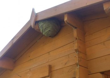 Why You Need To Use Professional Pest Control Services In London