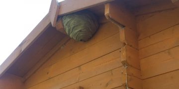 Why You Need To Use Professional Pest Control Services In London