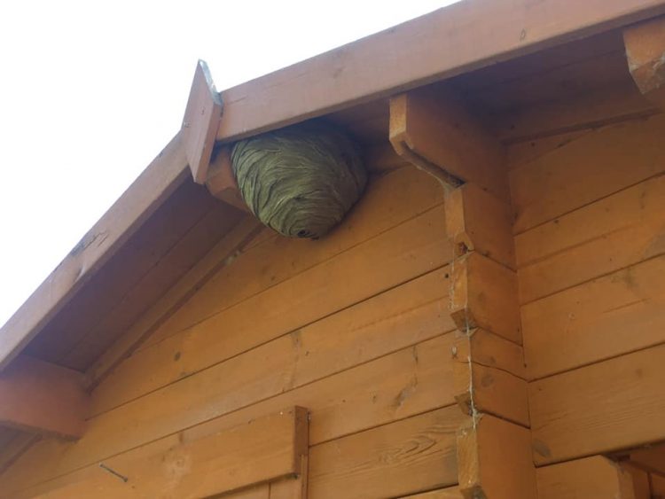 Why You Need To Use Professional Pest Control Services In London
