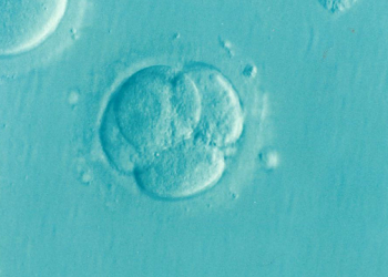 Suggestions for Coping with the Stress of Infertility
