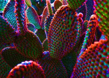 Countries Where Psychedelics are Legal