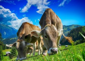 What To Know About Moving Products of Animal Origin Between England and Northern Ireland