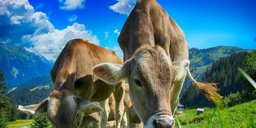 What To Know About Moving Products of Animal Origin Between England and Northern Ireland