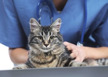 Travelling to an EU Country With your Pet