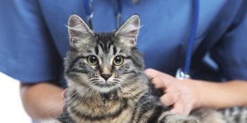 Travelling to an EU Country With your Pet