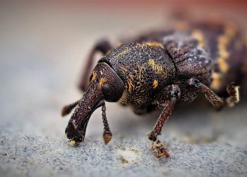 5 reasons to use an accredited pest control company in London