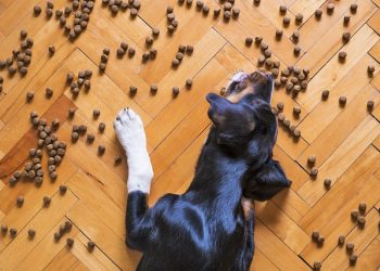 Health Benefits of Dog Treats