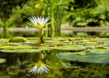 The importance of regular pond cleaning and maintenance