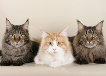 Maine Coon cats – Here’s what you need to know about everyone’s favourite feline!