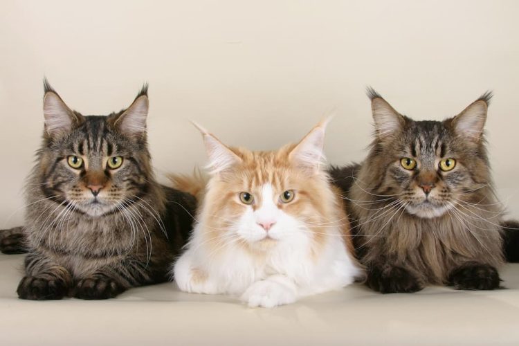 Maine Coon cats – Here’s what you need to know about everyone’s favourite feline!