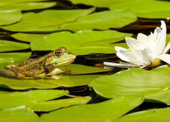 Ponds Help to Light Up Your Garden