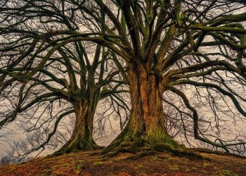 Advantages of Using a Tree Removal Company