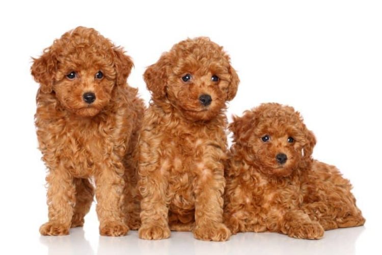The Pros & Cons Of Bringing A Toy Poodle In To Your Family
