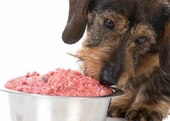 Why Raw Dog Food is the Best Choice for Active Dogs and Puppies