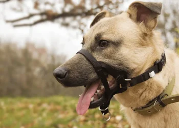 Learning To Be Obedient With Dog Training Collars