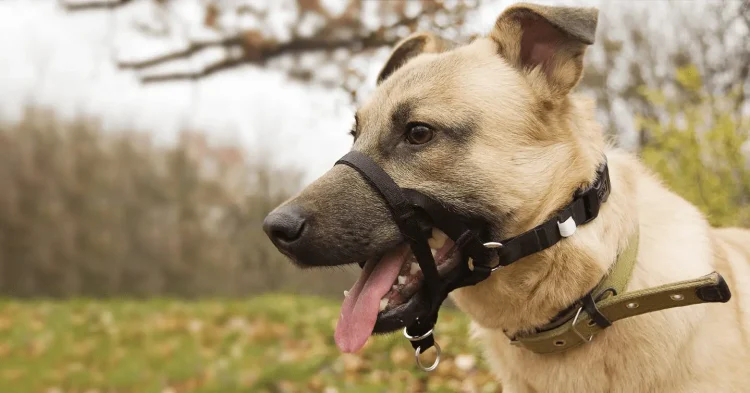 Learning To Be Obedient With Dog Training Collars