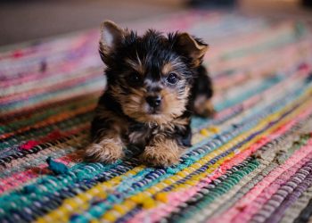 How to Find the Best Dog Breeders
