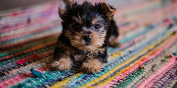 How to Find the Best Dog Breeders