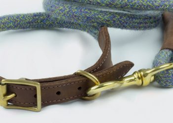Dog Collar Safety: How to Ensure Your Pet’s Collar Fits Properly and Doesn’t Pose a Risk