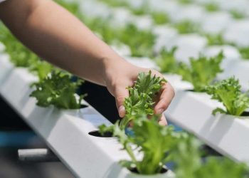 Efficient Gardening: Exploring the Advantages of a Hydroponic Store in the UK
