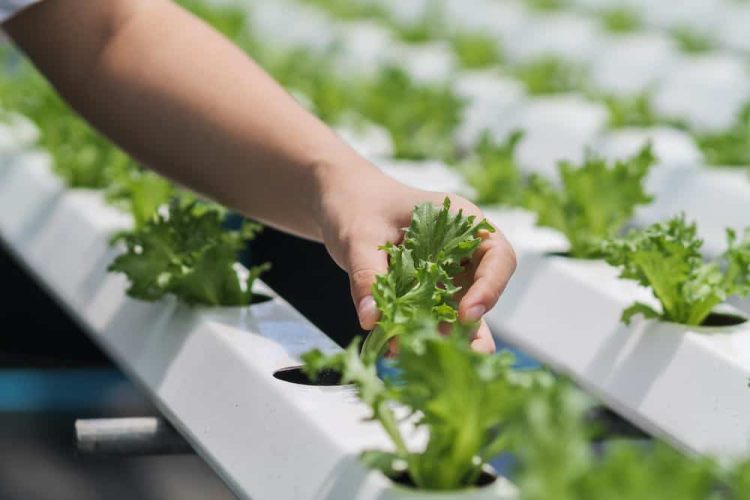 Efficient Gardening: Exploring the Advantages of a Hydroponic Store in the UK