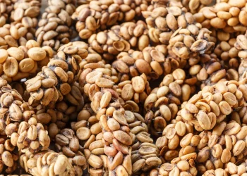 Ethics, Exclusivity, and Novelty: Why People Choose Civet Coffee