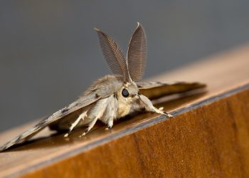 The Advantages of Using Moth Killer Spray to Protect Your Family’s Health