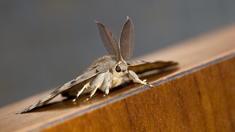 The Advantages of Using Moth Killer Spray to Protect Your Family’s Health