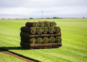 Grass Matters: Understanding Different Types of Lawn Turf for Your Yard