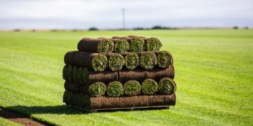 Grass Matters: Understanding Different Types of Lawn Turf for Your Yard