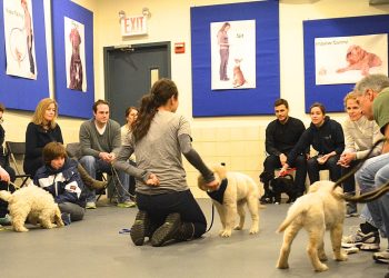 Strengthening the Bond: The Importance of Dog Training Bournemouth
