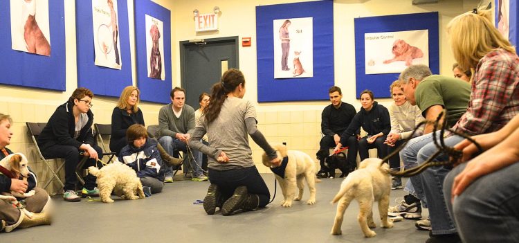 Strengthening the Bond: The Importance of Dog Training Bournemouth