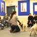 Strengthening the Bond: The Importance of Dog Training Bournemouth