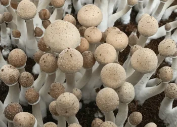 Magic Mushroom Spores: A Glimpse into a Mysterious World