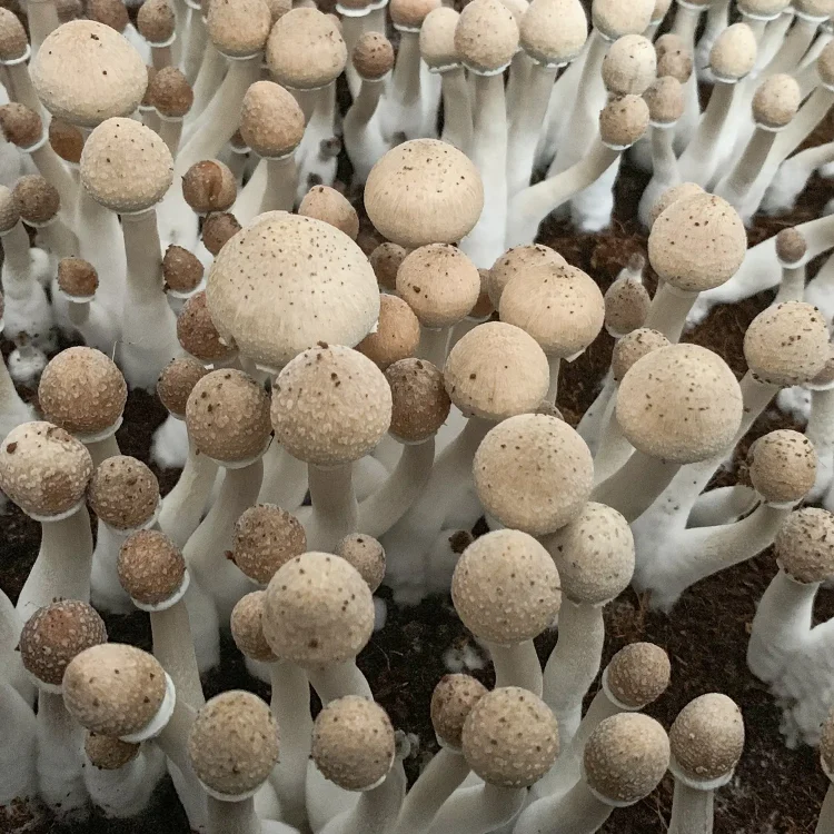 Magic Mushroom Spores: A Glimpse into a Mysterious World