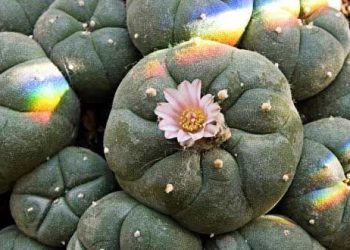 A Cactus with a Cause: Responsible Research and Engagement with Peyote in the UK
