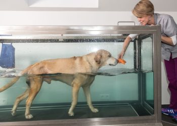 Is Dog Hydrotherapy Right for Your Dog? Exploring Suitability and Finding Qualified Professionals