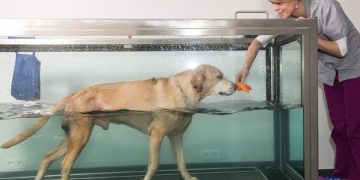 Is Dog Hydrotherapy Right for Your Dog? Exploring Suitability and Finding Qualified Professionals