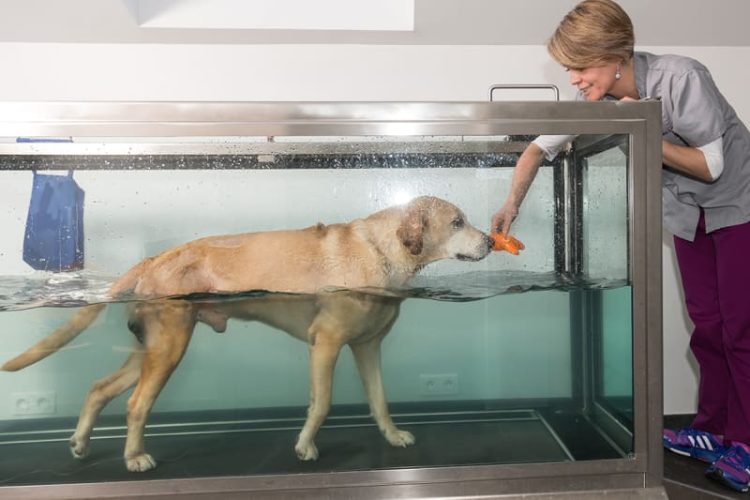 Is Dog Hydrotherapy Right for Your Dog? Exploring Suitability and Finding Qualified Professionals