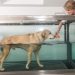 Is Dog Hydrotherapy Right for Your Dog? Exploring Suitability and Finding Qualified Professionals
