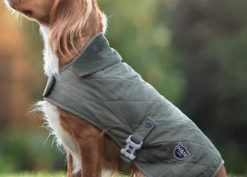The Growing Appeal of Dog Jackets: Practical Benefits for Dogs of All Breeds and Sizes