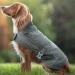 The Growing Appeal of Dog Jackets: Practical Benefits for Dogs of All Breeds and Sizes